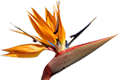 bird of paradise